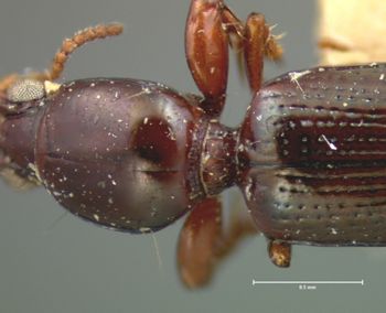 Media type: image;   Entomology 694 Aspect: pronotum dorsal